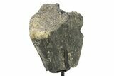 Fossil Sauropod Vertebra Section w/ Metal Stand - Colorado #294919-2